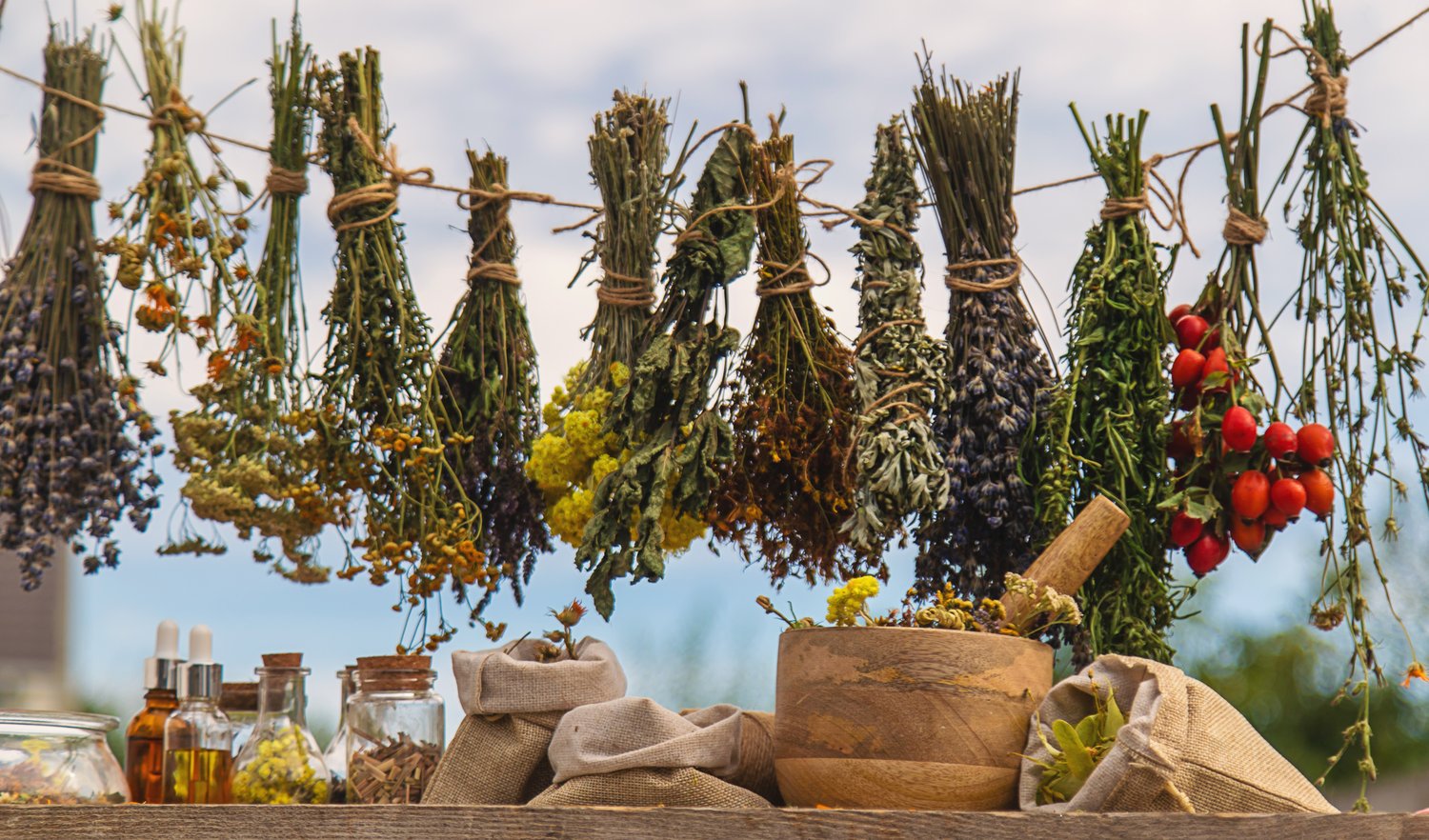 Baza wiedzy o ziołolecznictwie: Kompendium naturoterapeuty